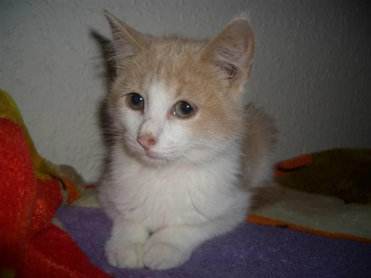 Blanding af racer Mathilde R.I.P. - mathilde 13 uger billede 5