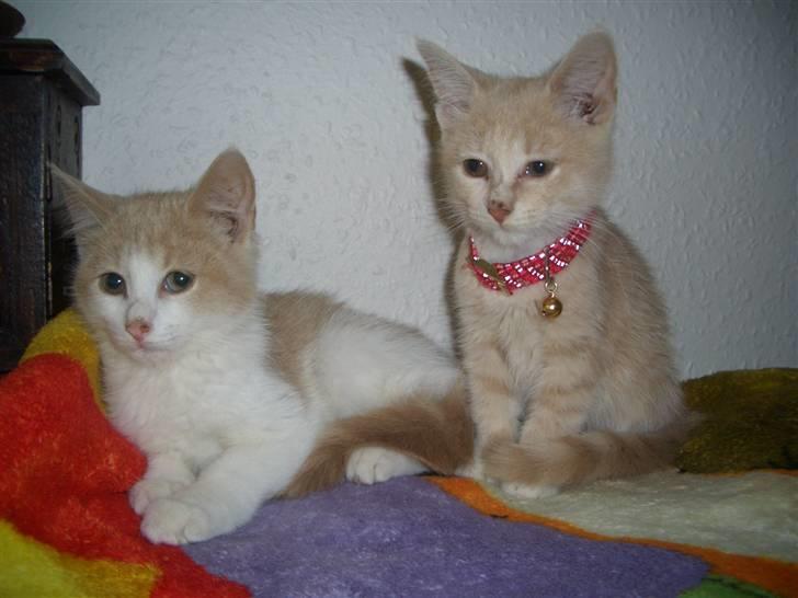 Blanding af racer Mathilde R.I.P. - mathilde og hendes søster aurelia.. 13 uger billede 6