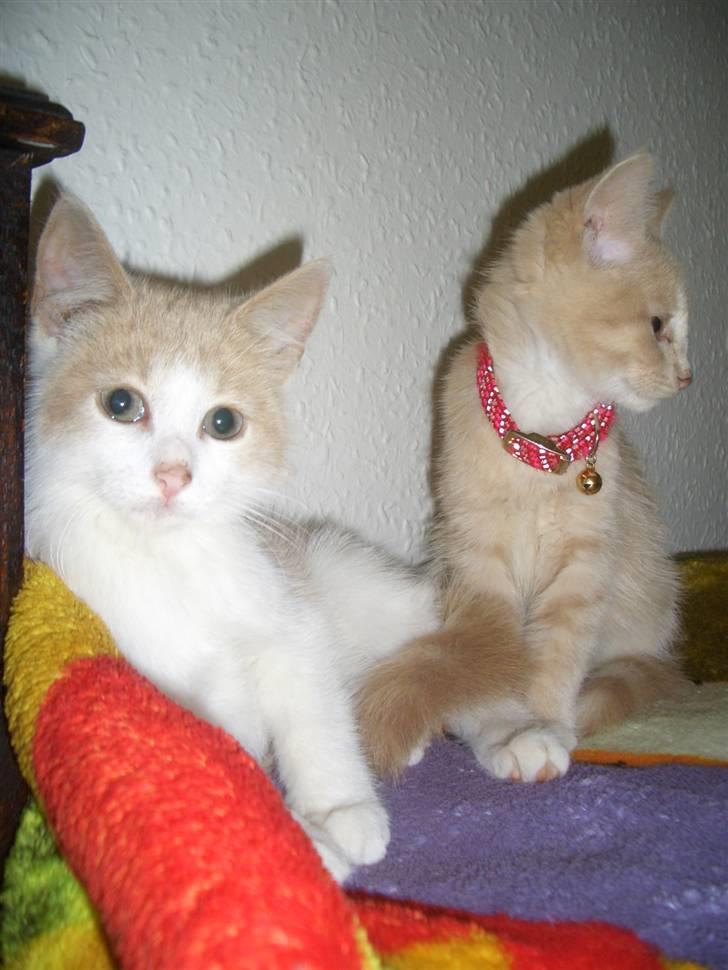 Blanding af racer Mathilde R.I.P. billede 7