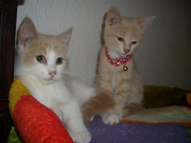 Blanding af racer Mathilde R.I.P. billede 8