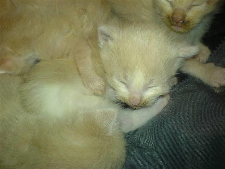 Blanding af racer Mathilde R.I.P. - mathilde billede 9