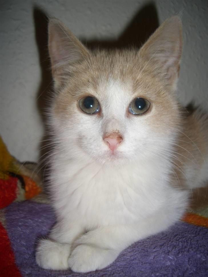 Blanding af racer Mathilde R.I.P. billede 11