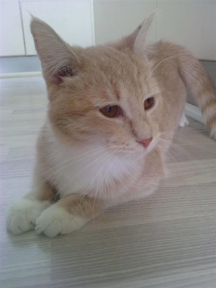 Blanding af racer Aurelia billede 1