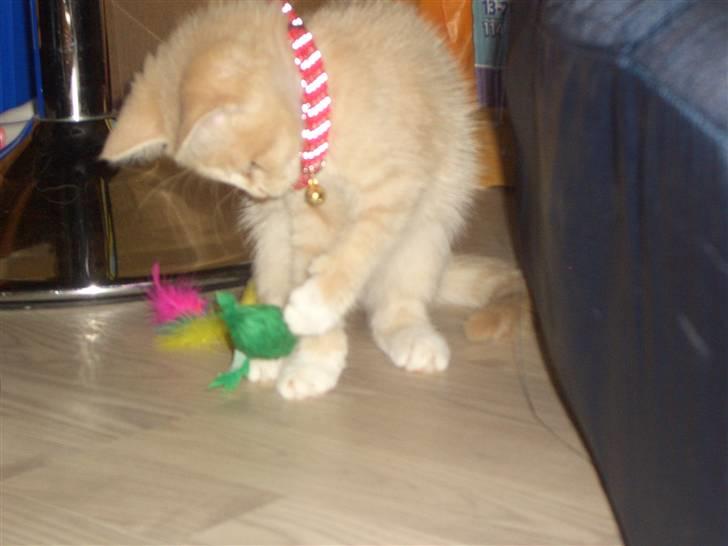 Blanding af racer Aurelia billede 2