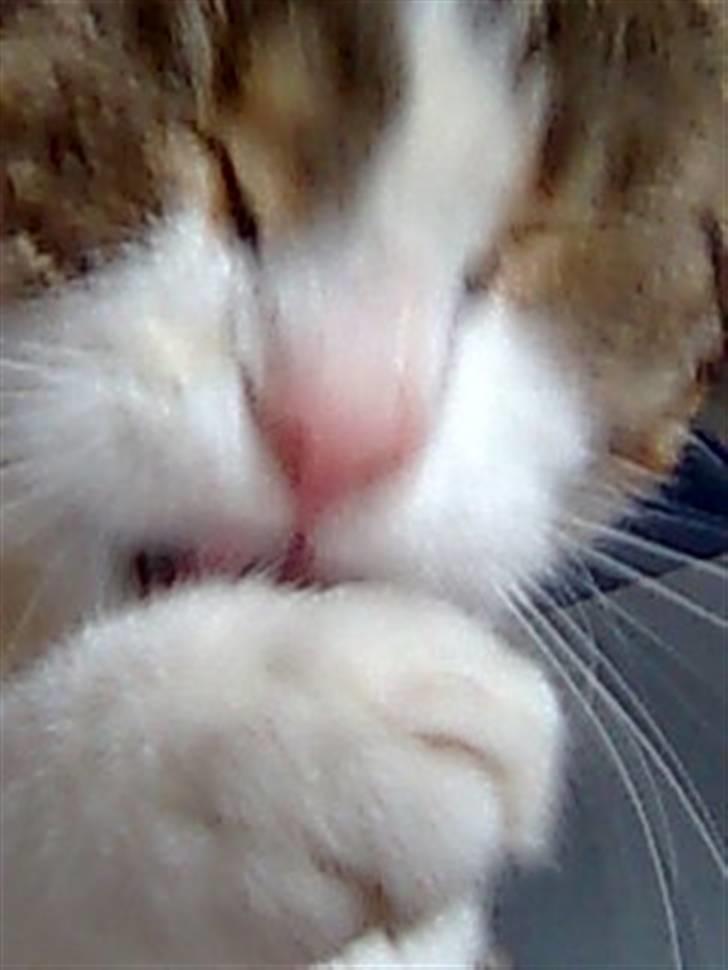 Huskat Jozz - hejza allesammen her er jozzes profil billede 1