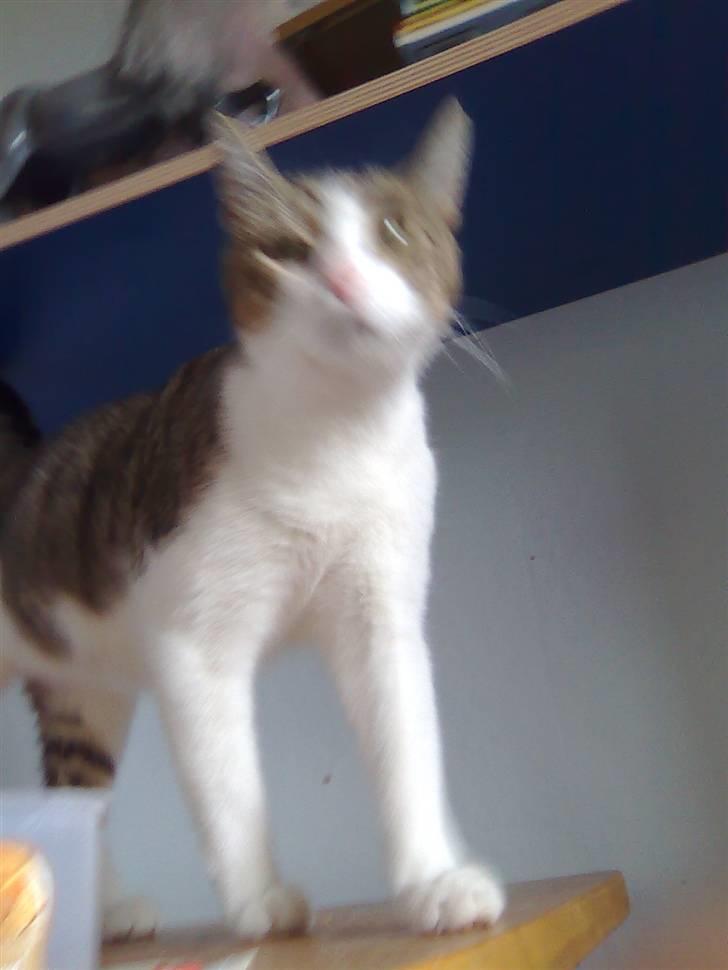 Huskat Jozz - hello hvor er min mad  billede 2