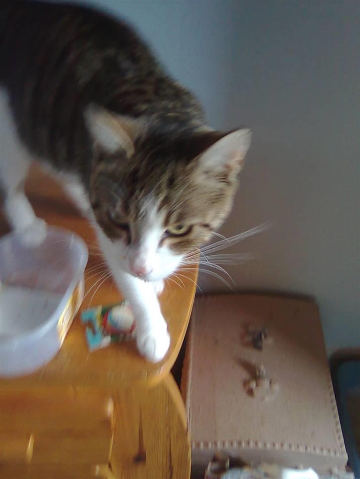 Huskat Jozz - er jeg ikk sød billede 4