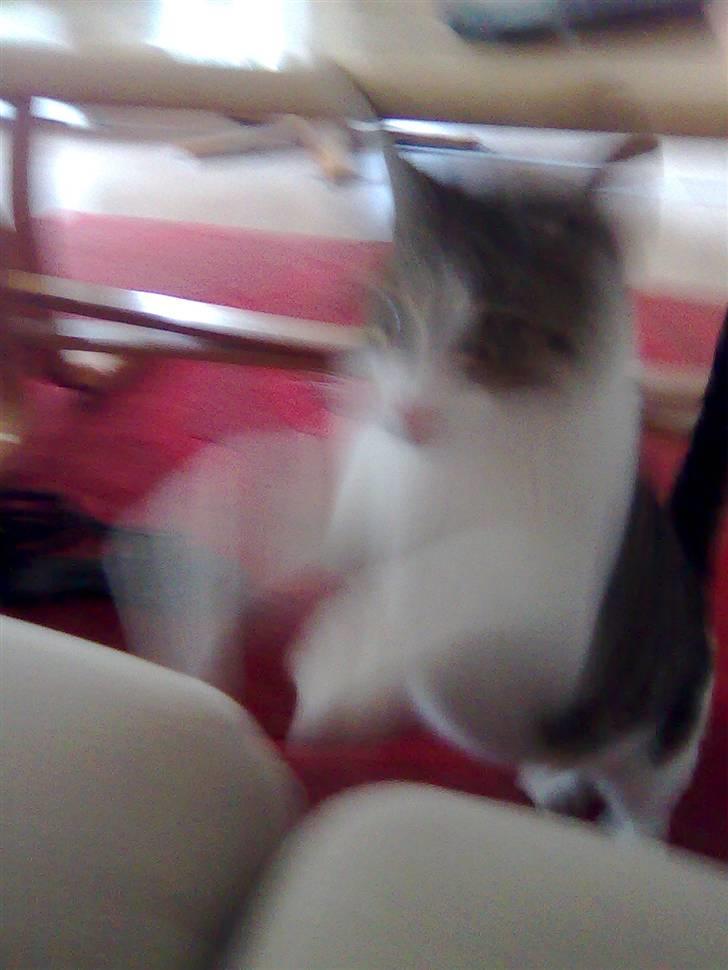 Huskat Jozz - her kommer jeg billede 6