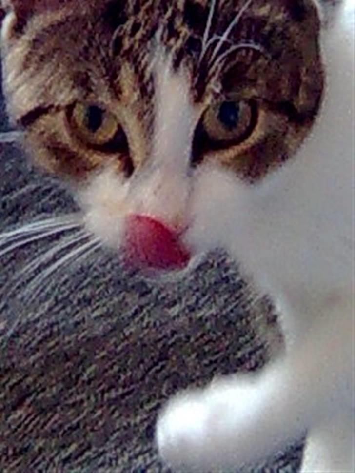 Huskat Jozz billede 7