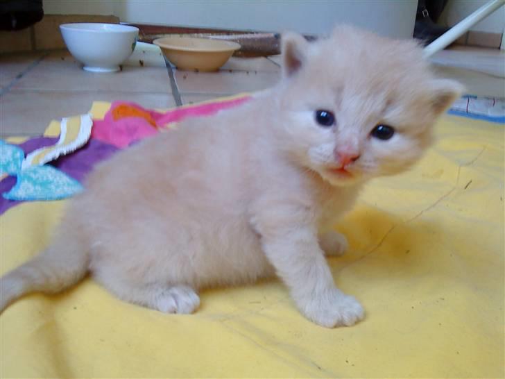 Huskat Bailey (solgt) - Lille Bailey billede 2