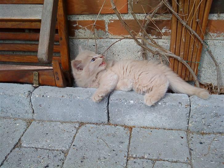 Huskat Bailey (solgt) billede 3