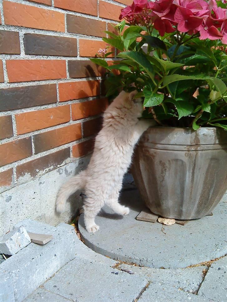 Huskat Bailey (solgt) - Bailey igang med at plante blomster :D billede 6