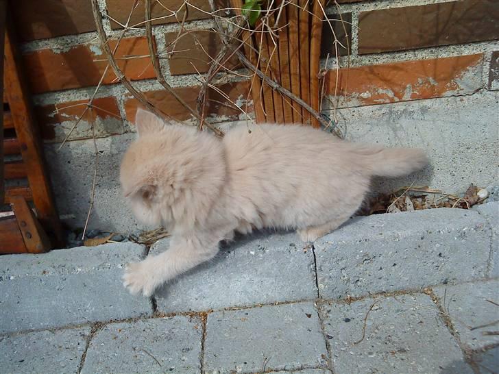 Huskat Bailey (solgt) billede 7