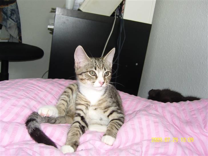 Huskat Samson *Solgt* billede 1