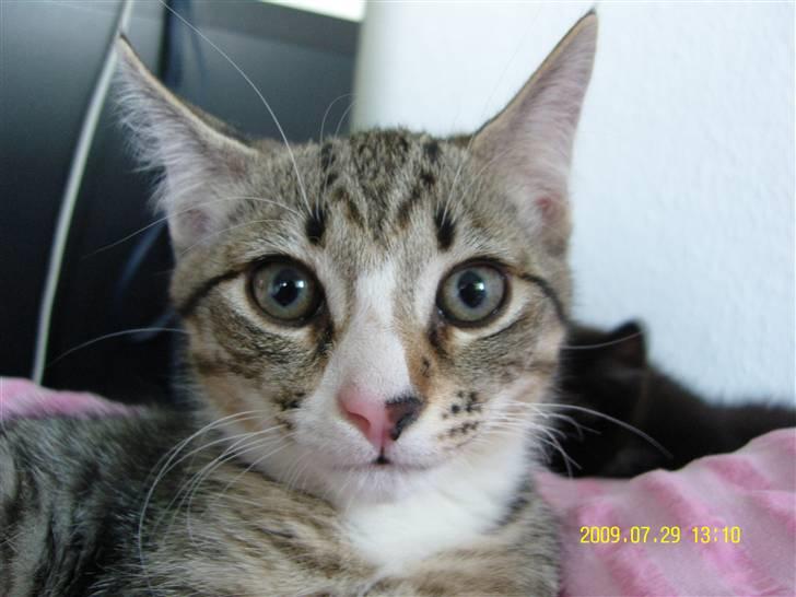 Huskat Samson *Solgt* billede 2