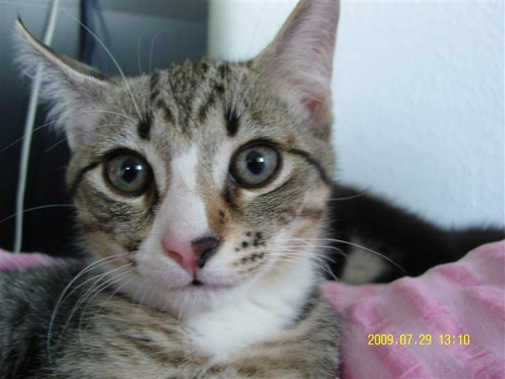 Huskat Samson *Solgt* billede 3