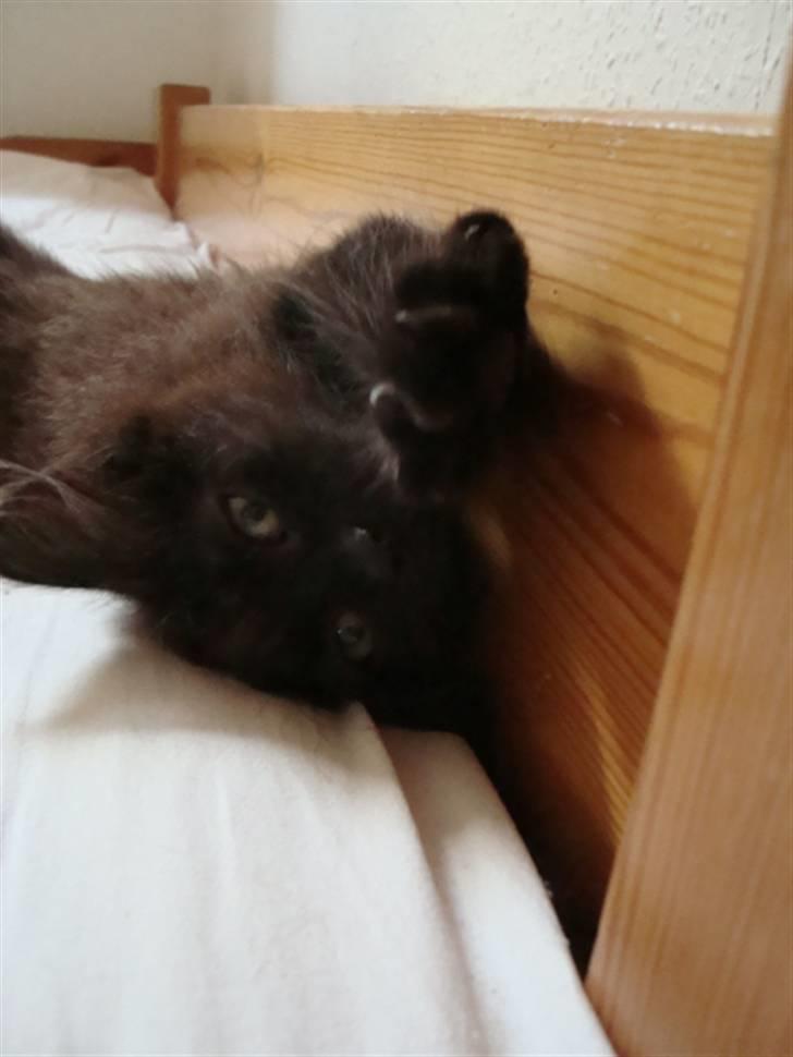 Blanding af racer frederik billede 1