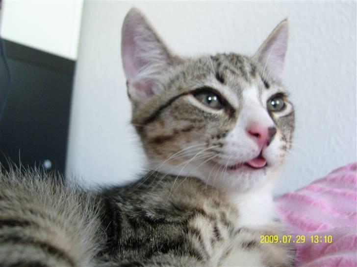 Huskat Samson *Solgt* billede 4