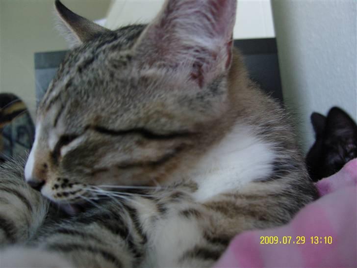 Huskat Samson *Solgt* billede 5