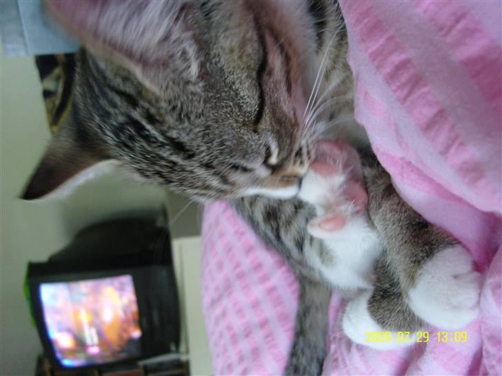 Huskat Samson *Solgt* billede 6