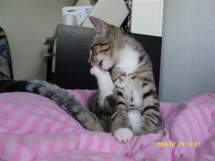 Huskat Samson *Solgt* billede 7