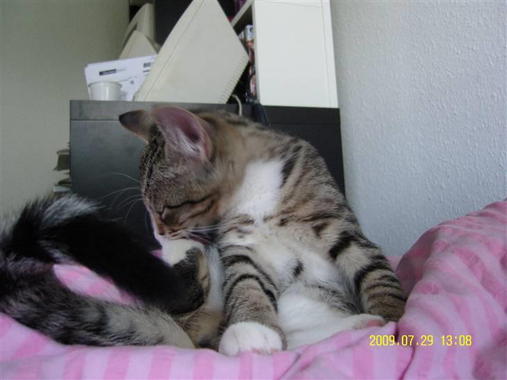 Huskat Samson *Solgt* billede 8