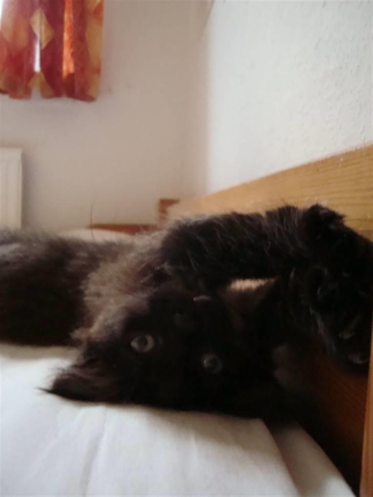 Blanding af racer frederik billede 2