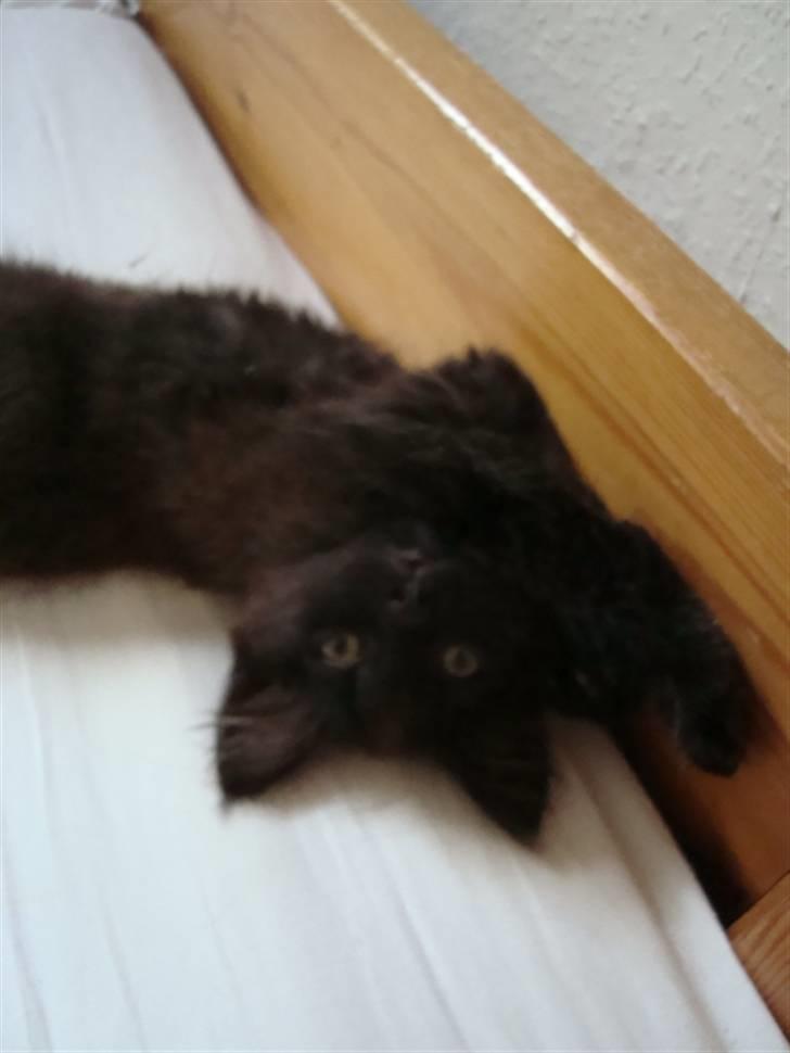 Blanding af racer frederik billede 3