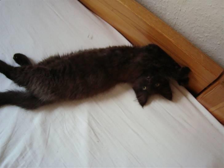 Blanding af racer frederik billede 4