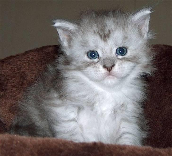 Maine Coon fanny - er jeg ikke dejlig her er jeg 4 uger gammel billede 1