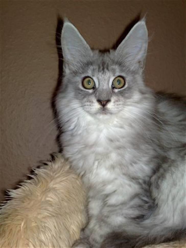 Maine Coon fanny - så er jeg blevet størrer og smukkere nu er jeg 14 uger billede 2