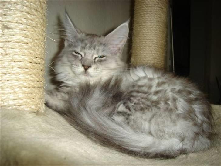 Maine Coon fanny - er lige lidt træt billede 3