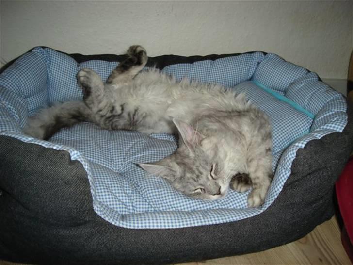 Maine Coon fanny - ååhhh ja det er dejligt at ligge her billede 4