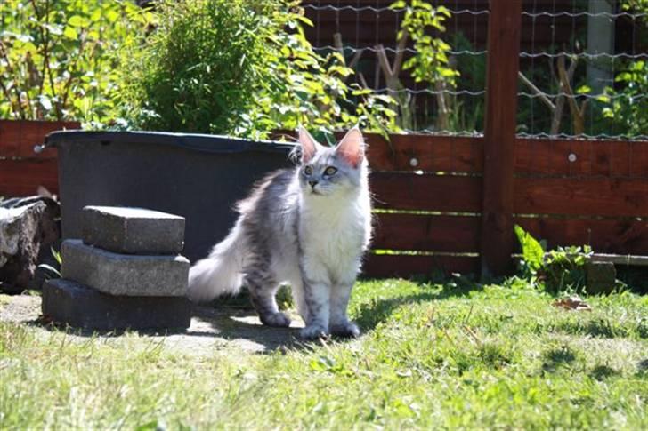 Maine Coon fanny - en tur i haven er altid dejligt(4.5mdr) billede 5