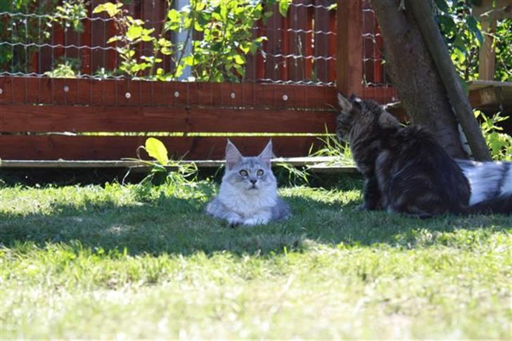 Maine Coon fanny billede 6