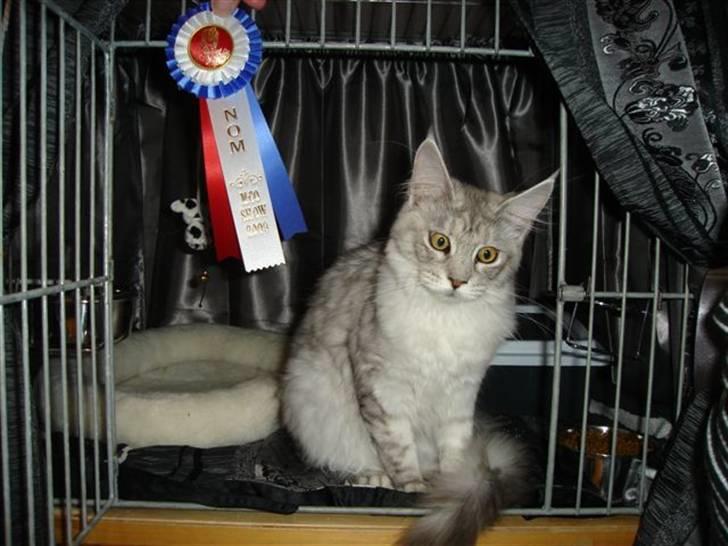 Maine Coon fanny - åh ja det er ikke så slemt at være på udstilling(5mdr) billede 7