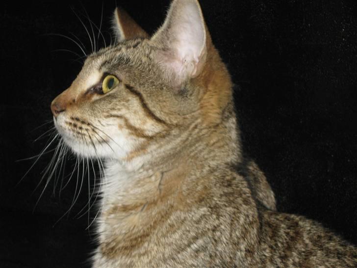 Blanding af racer Miss Duchess billede 1