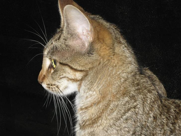 Blanding af racer Miss Duchess billede 2