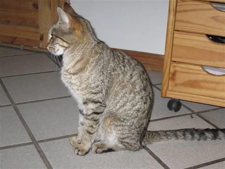 Blanding af racer Miss Duchess billede 3