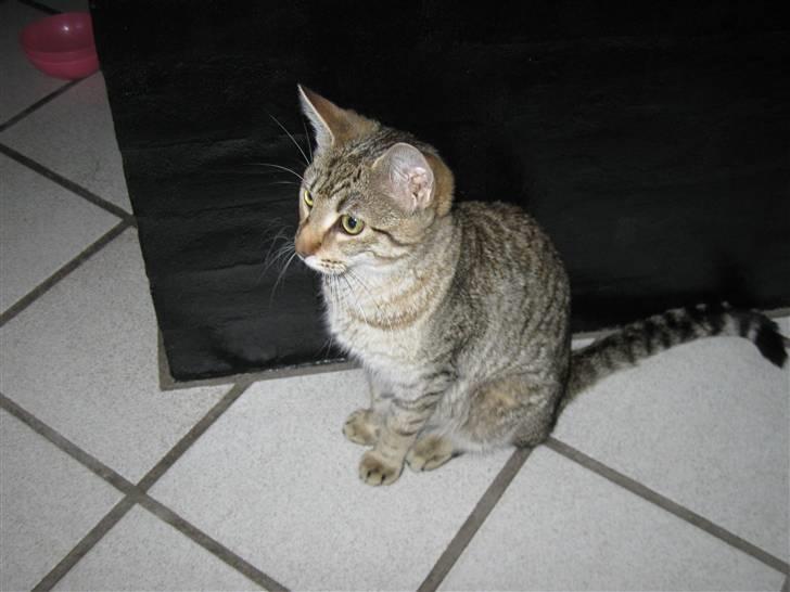 Blanding af racer Miss Duchess billede 4