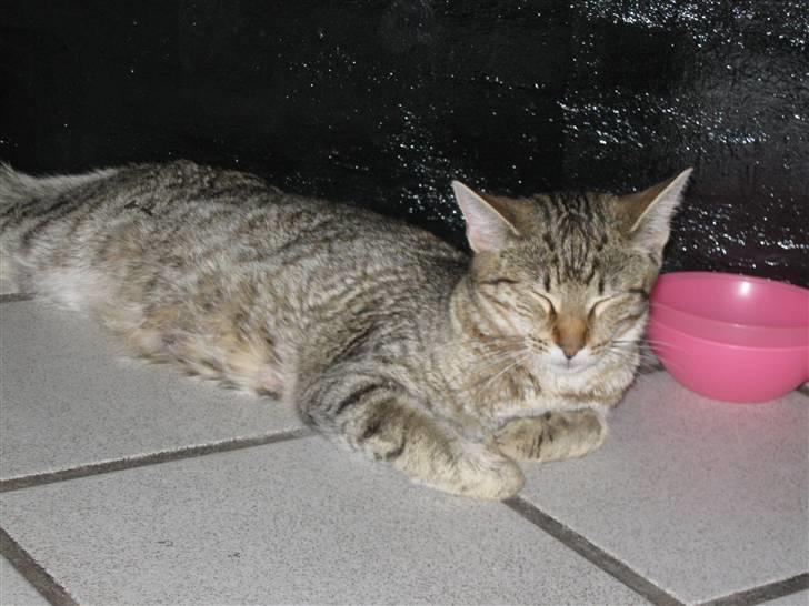 Blanding af racer Miss Duchess billede 5