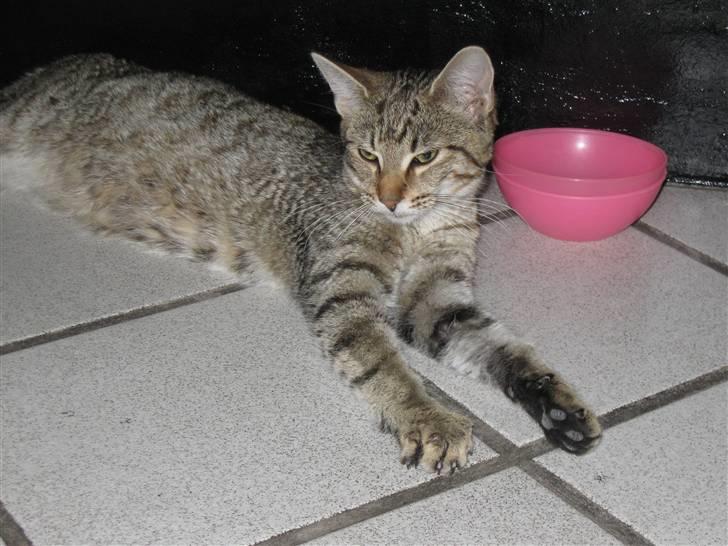 Blanding af racer Miss Duchess billede 6