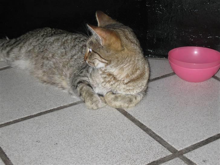 Blanding af racer Miss Duchess billede 7