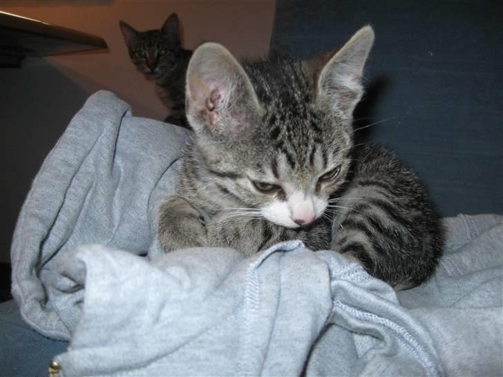 Huskat Lille Per <'3 R.I.P :'( billede 2