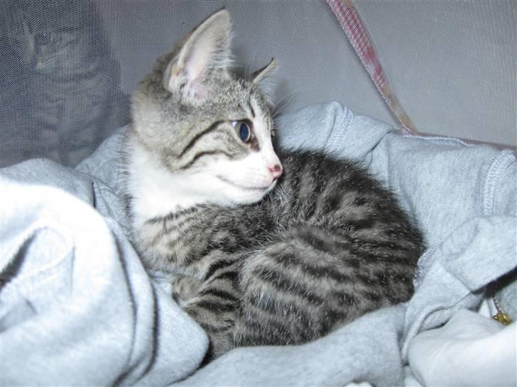 Huskat Lille Per <'3 R.I.P :'( billede 5