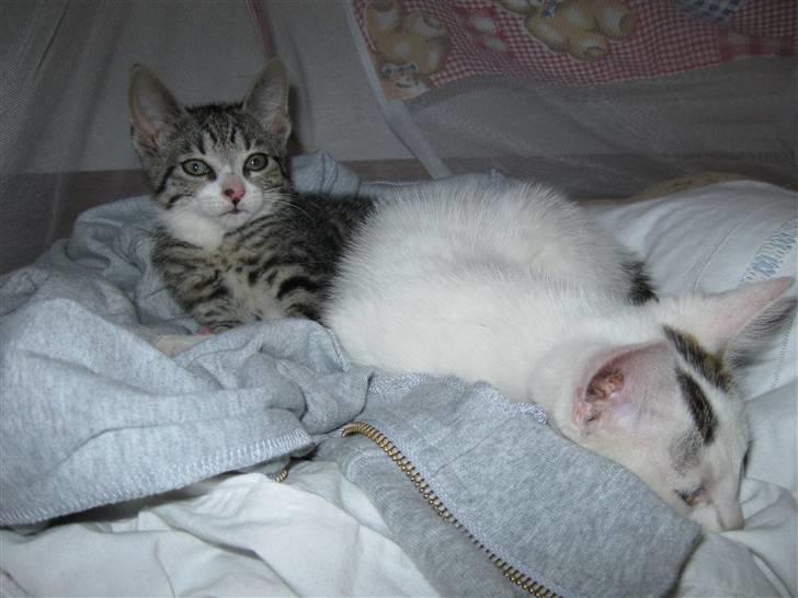 Huskat Lille Per <'3 R.I.P :'( billede 7