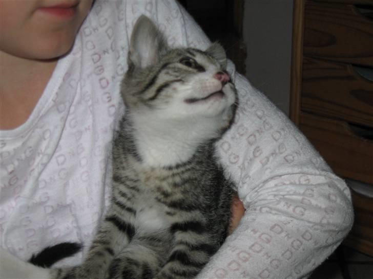 Huskat Lille Per <'3 R.I.P :'( billede 8