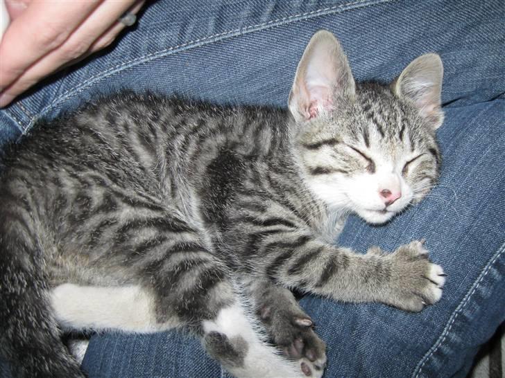 Huskat Lille Per <'3 R.I.P :'( billede 9