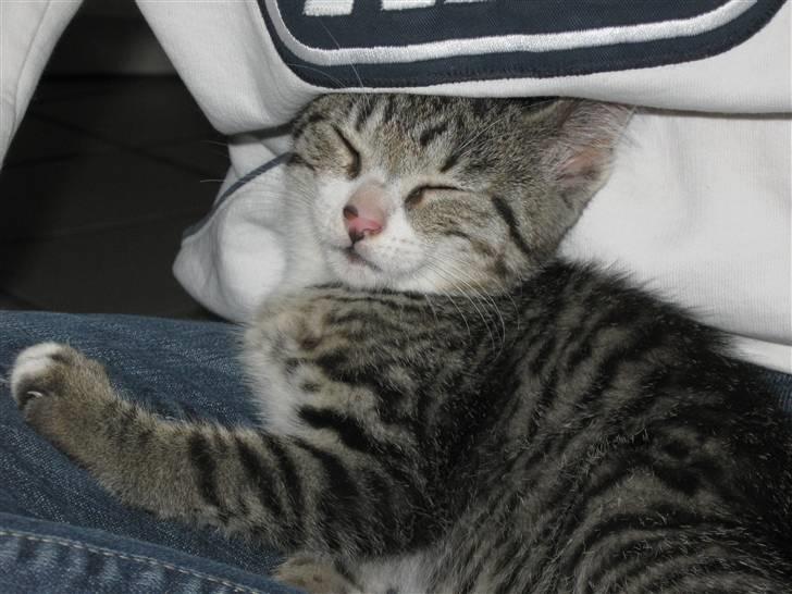 Huskat Lille Per <'3 R.I.P :'( billede 10