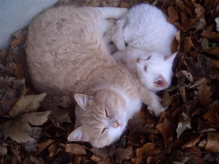 Blanding af racer pjucke billede 4